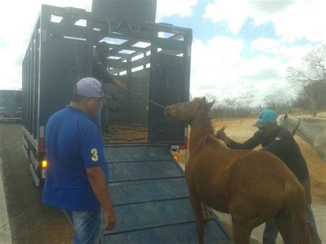 G Opera O Recolhe Animais Nas Rodovias No Sert O De Pernambuco