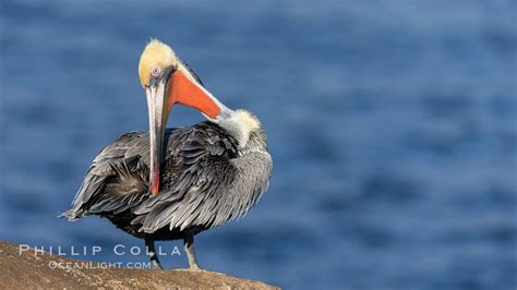 California Brown Pelican Portrait In Breeding Plumage Pelecanus