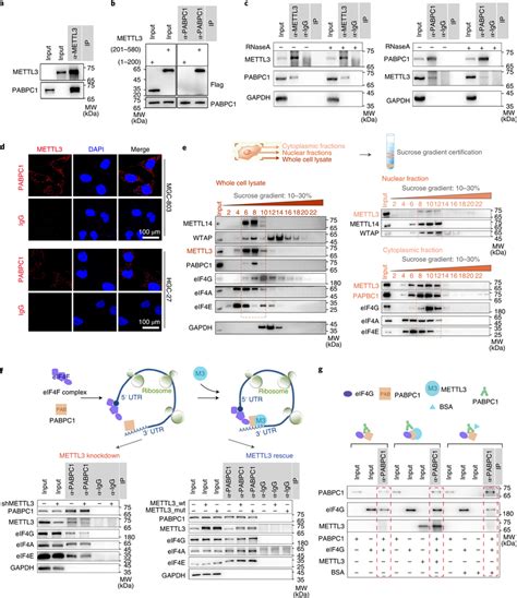 Mettl3 Interacts With Pabpc1 To Promote The Rna Looping A In Vitro Download Scientific Diagram