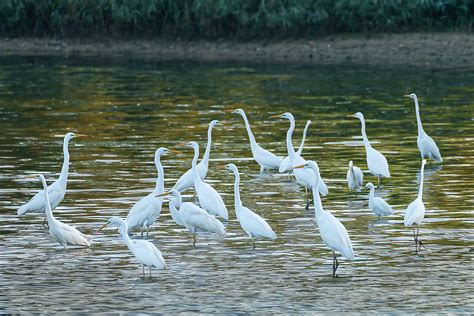 Grande Aigrette Ardea Alba Great Egret Et Aigrette Garze Flickr