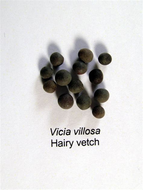 Vetch, Hairy | Bruce Seed Farm, Inc.