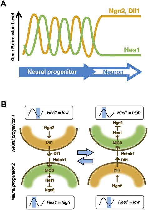 Oscillations In Notch Signaling Regulate Maintenance Of Neural