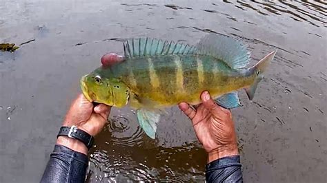 Cardume De Tucunar Azul Muitas A Es E Capturas Uma Das Melhores