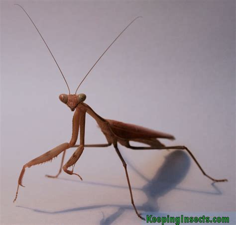 Giant Asian Mantis – Keeping Insects