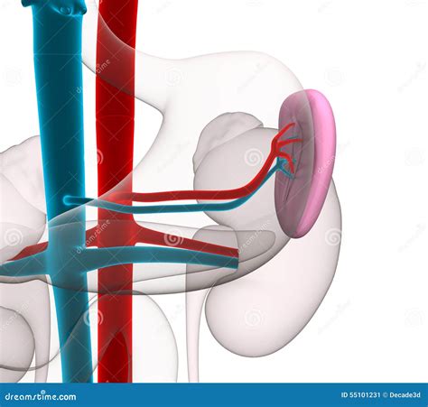 Spleen Human Anatomy With Circulatory System On Blue Background Stock ...