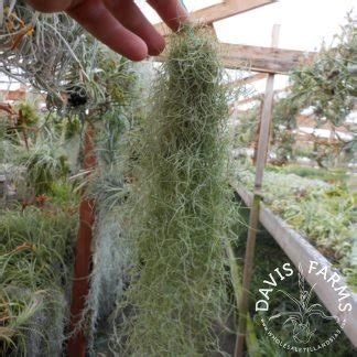 Tillandsia Usneoides Spanish Moss Fine Grey Davis Farms Wholesale