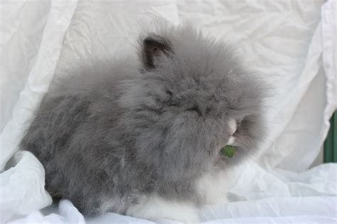 Blue Dream lapins nains: Lapin angora nain