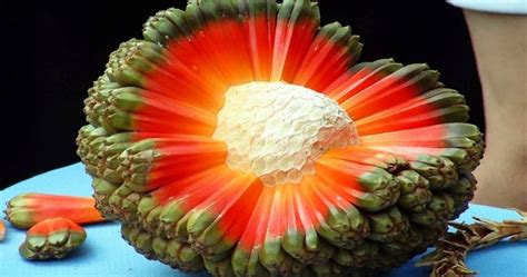 20 of the Rarest Exotic Fruits You’ve Never Heard of – Funny Stories On ...