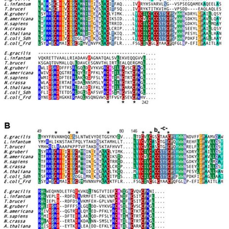 Organization Of Protein Domains In Typical Sdhb Proteins Versus Sdhb N Download Scientific