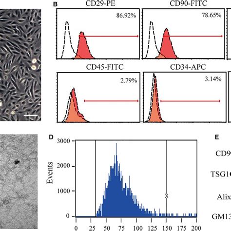 Characterization Of Human Urinederived Stem Cells Uscs And