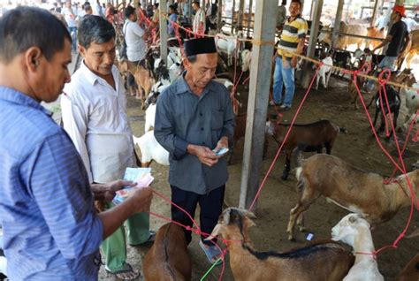 Jelang Idul Adha Harga Sapi Dan Kambing Di Pasar Hewan Sibreh Aceh