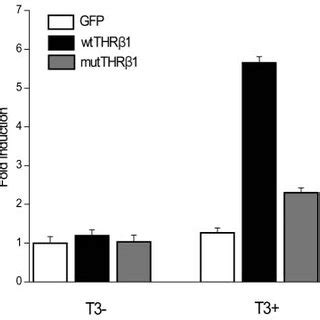 The transactivation activity of exogenous wild-type and mutant THR‚1 ... 