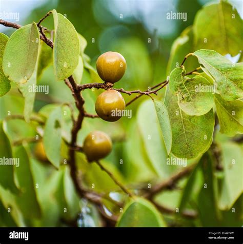 Manchineel tree hi-res stock photography and images - Alamy