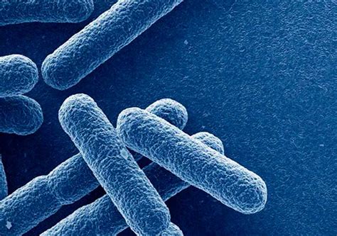 Atopobium vaginae | Vircell