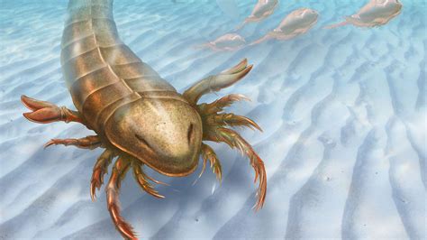 Giant Sea Scorpion Found During Iowa Dig