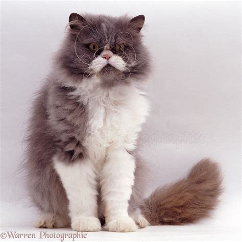 Blue bicolour male Persian cat photo WP04447