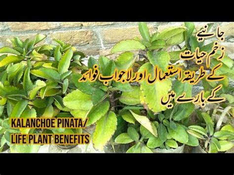 Zakham E Hayat Plant Benefits Benefits Of Kalanchoe Pinata Tips And