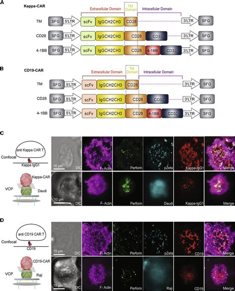 Visualization Of The Car T Cell Is By Two Complementary Systems A And