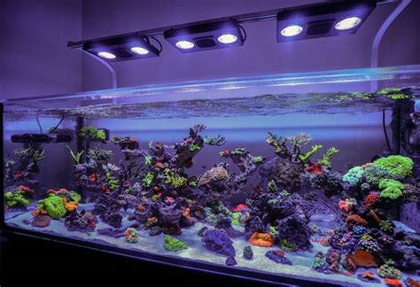 Jourdy’s 90 Gallon Reef Tank Will Add A Burst Of Color To Your Day Reef Builders The Reef