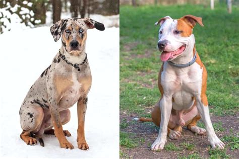 Pitahoula (Catahoula & Pitbull Mix) Info, Pictures, Facts, FAQs & More