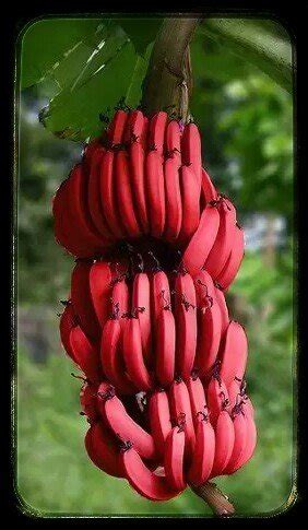 Buy Rare Dwarf Tissue Culture Musa Red Banana Plant 2 Healthy Live