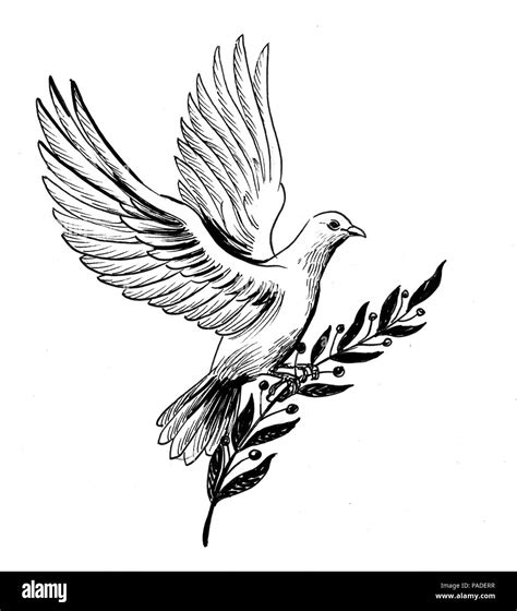 Flying White Dove With A Olive Branch Ink Black And White Illustration