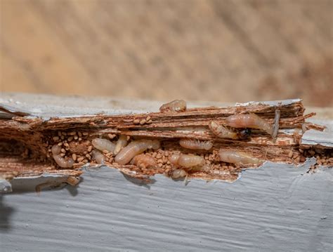 Dry Wood Termites Drive Bye Pest Exterminators