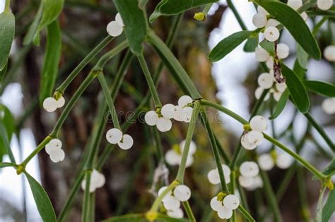 The European Mistletoe Growing On A Apple Tree Stock Photo Image Of