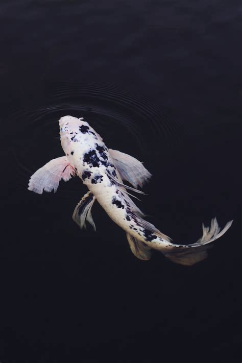 Butterfly Koi Photography