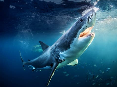 Prime Video: Sharks Gone Wild 2 - Season 1