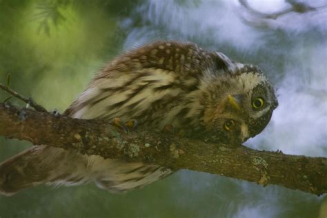 Galerie de Christian Fosserat Chevêchette d Europe Glaucidium