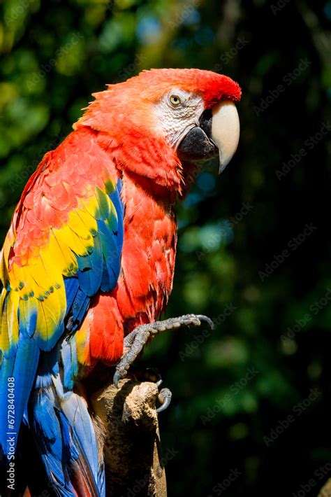 Red Ara Parrot Red Ara Parrot Scarlet Ara Beautiful Green Winged