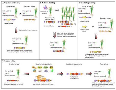 Genome Editing Systems In Rice Improvement Encyclopedia Mdpi