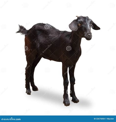 Baby Black Goat