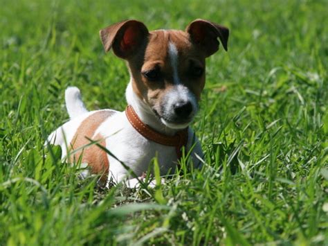 Джек-Рассел терьер - обои для рабочего стола, картинки, фото