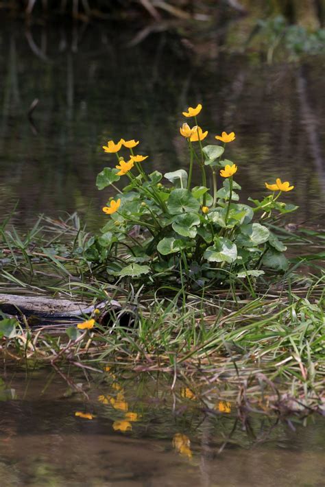 Sumpfdotterblume Caltha Palustris Sumpf Dotterblume Flickr