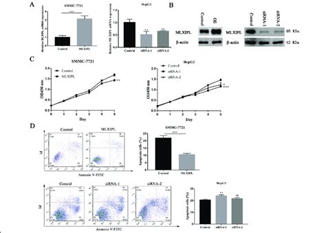 Mlxipl Promotes Hcc Proliferation And Inhibits Apoptosis In Vitro A B Download Scientific