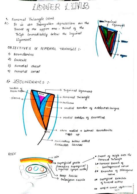 SOLUTION: Femoral triangle anatomy with diagram - Studypool