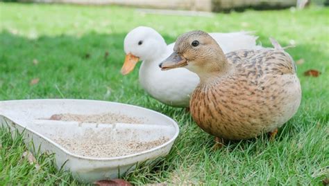 Can Duck Poop Make Dogs Sick