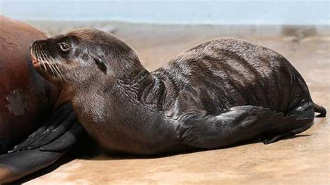 Brookfield Zoo Welcomes 2 California Sea Lion Pups