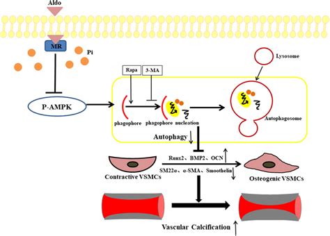 Schematic Representation Of The Molecular Mechanism For Aldosterone