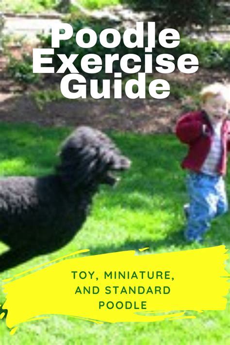 How Much Exercise Does A Miniature Poodle Puppy Need