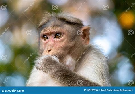 Monkey In Thinking Mode Stock Photo Image Of Road Park 143286356