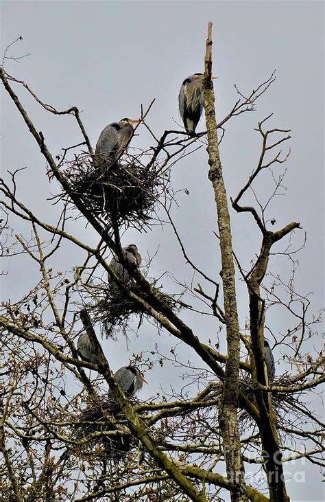 Heron Nesting Season Photograph by Camille Brighten - Fine Art America