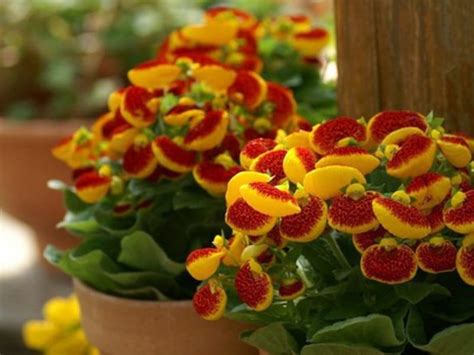 10 Calceolaria Pictures Photos Green Gardens