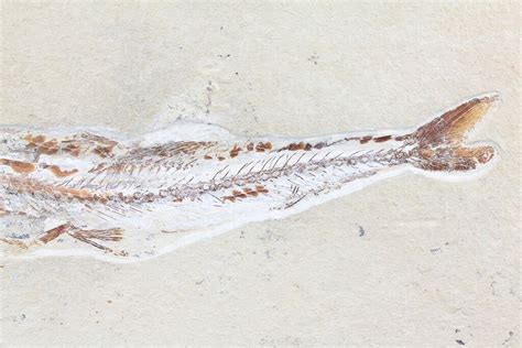 11" Enchodus With Coccodus Fossil Fish - Lebanon (Special Price ...