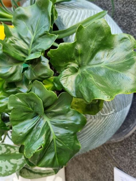 These 6 Odor Absorbing Plants Are Perfect For Any Bathroom - Breathing Garden