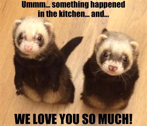 Funny Ferret Quotes - ShortQuotes.cc