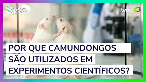 Por que camundongos são utilizados em experimentos científicos YouTube