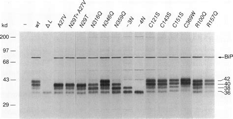 Immunoprecipitation of protein products of mutant Wnt-1 alleles ... 